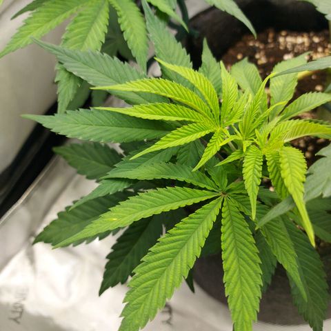 Biscotti growlog timeline photo
