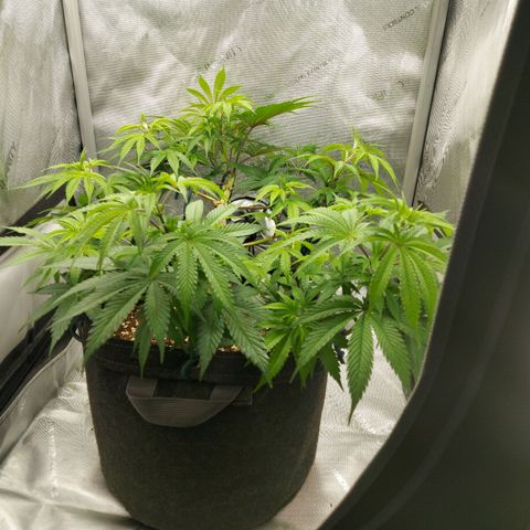 Biscotti growlog timeline photo