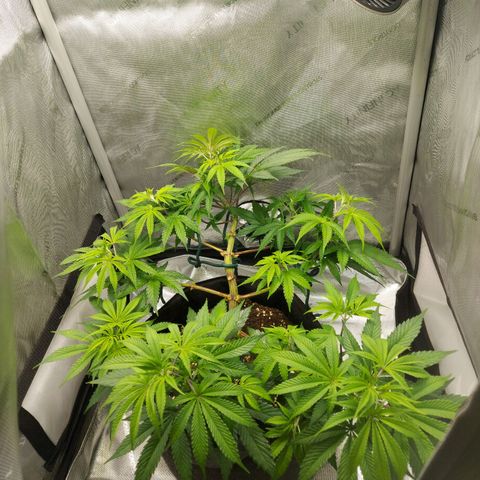 Biscotti growlog timeline photo