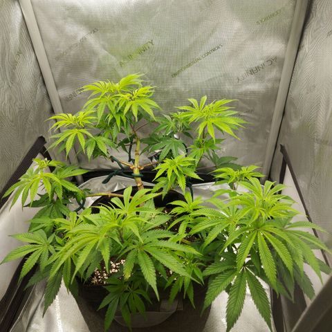 Biscotti growlog timeline photo