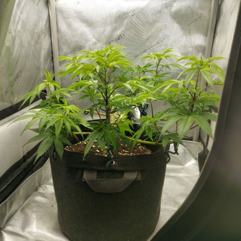 Biscotti growlog timeline photo