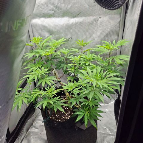 Biscotti growlog timeline photo
