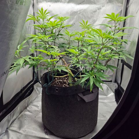 Biscotti growlog timeline photo