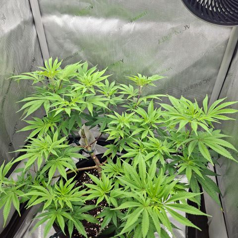 Biscotti growlog timeline photo