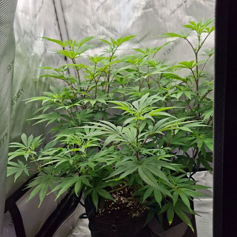 Biscotti growlog timeline photo