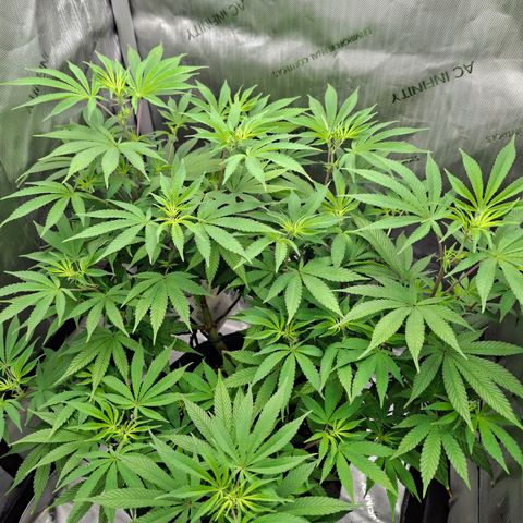 Biscotti growlog timeline photo