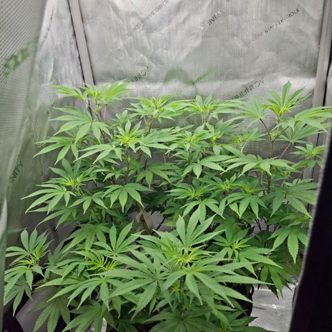 Biscotti growlog timeline photo