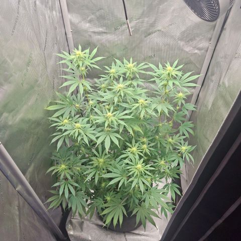 Biscotti growlog timeline photo