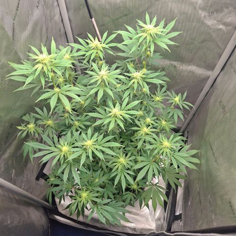 Biscotti growlog timeline photo
