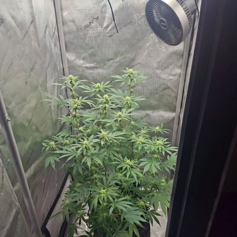 Biscotti growlog timeline photo
