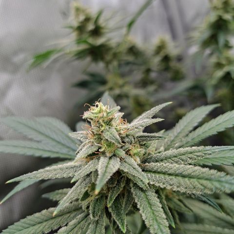 Biscotti growlog timeline photo