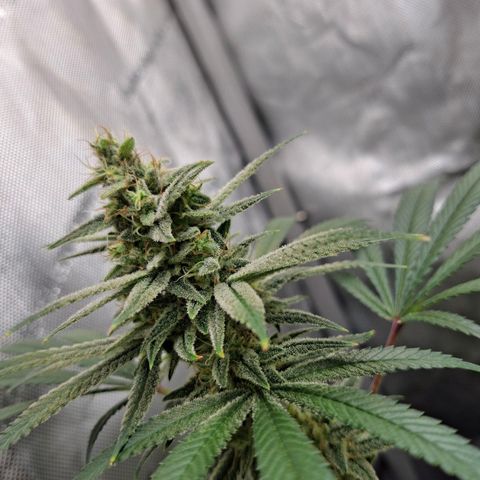 Biscotti growlog timeline photo