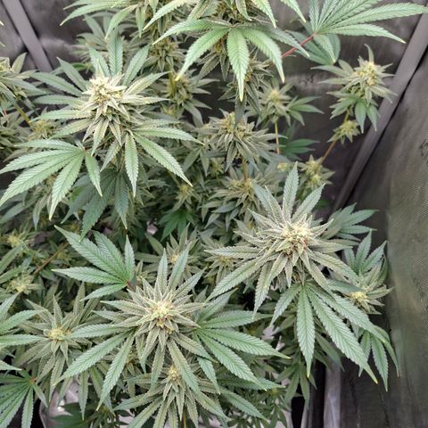 Biscotti growlog timeline photo