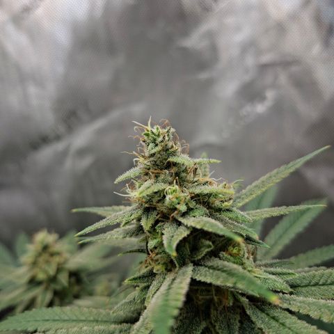 Biscotti growlog timeline photo