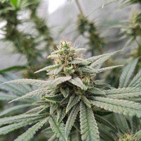 Biscotti growlog timeline photo