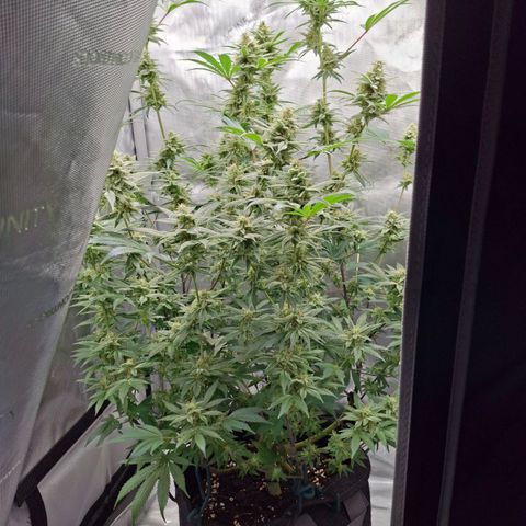 Biscotti growlog timeline photo