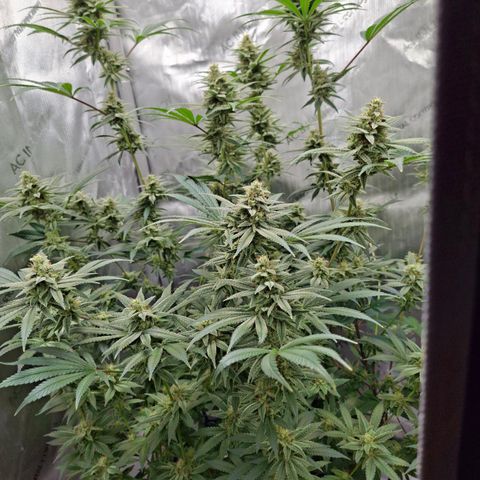 Biscotti growlog timeline photo