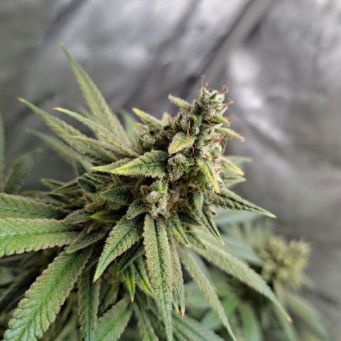 Biscotti growlog timeline photo