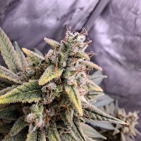 Biscotti growlog timeline photo