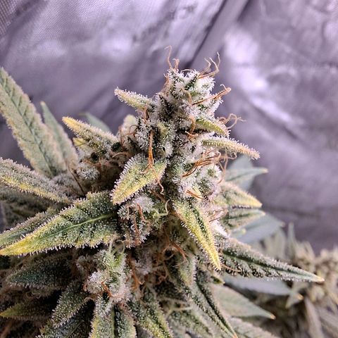 Biscotti growlog timeline photo