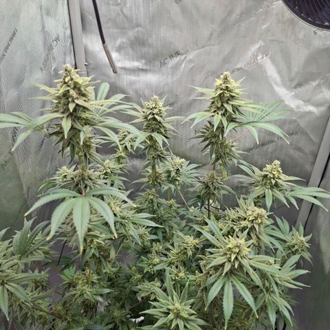 Biscotti growlog timeline photo