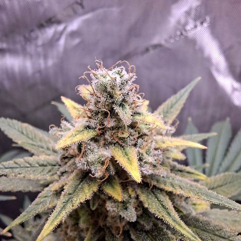 Biscotti growlog timeline photo