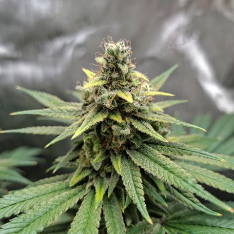 Biscotti growlog timeline photo