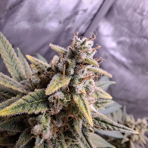Biscotti growlog timeline photo