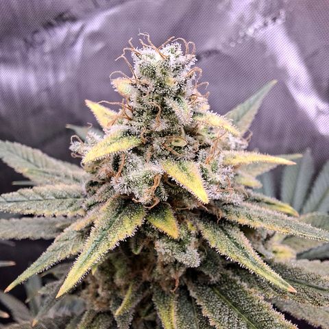 Biscotti growlog timeline photo
