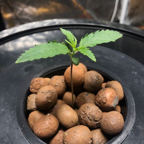 King’s Kush auto #1 growlog photo: Terceiro nó em formação 