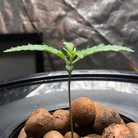 King’s Kush auto #1 growlog photo: Terceiro nó em formação 