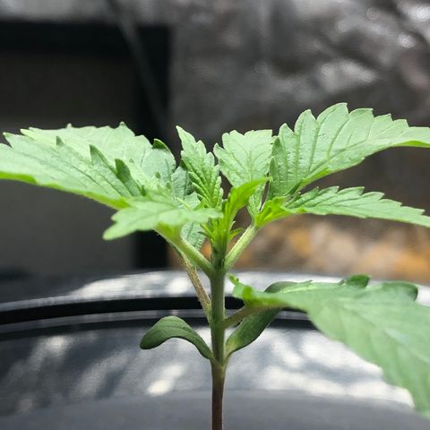 King’s Kush auto #1 growlog photo: Quarto nó em formação 