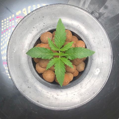 King’s Kush auto #1 growlog photo: Quarto nó em formação 