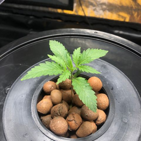 King’s Kush auto #1 growlog photo: Quarto nó em formação 