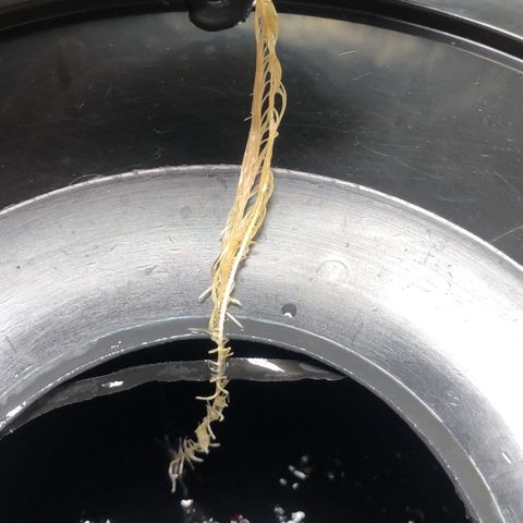 King’s Kush auto #1 growlog timeline photo