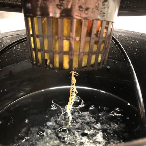 King’s Kush auto #1 growlog timeline photo