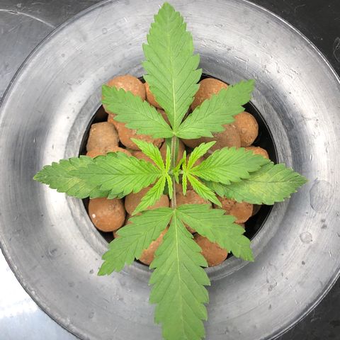 King’s Kush auto #1 growlog timeline photo