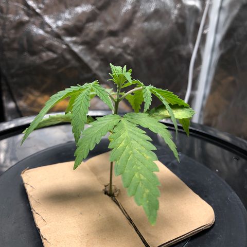 King’s Kush auto #1 growlog timeline photo