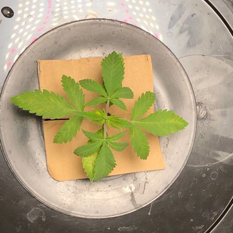King’s Kush auto #1 growlog timeline photo