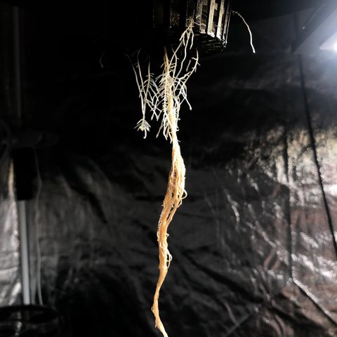 King’s Kush auto #1 growlog timeline photo