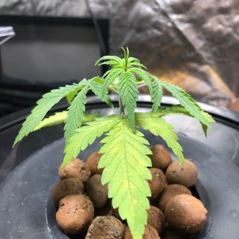 King’s Kush auto #1 growlog timeline photo