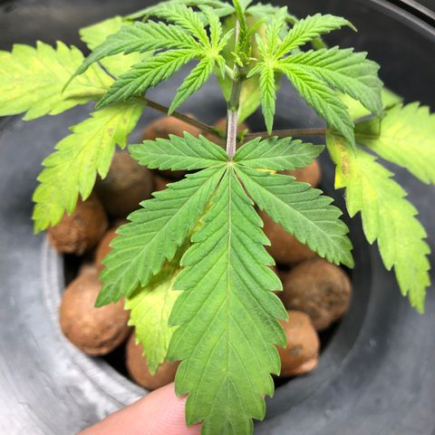 King’s Kush auto #1 growlog timeline photo