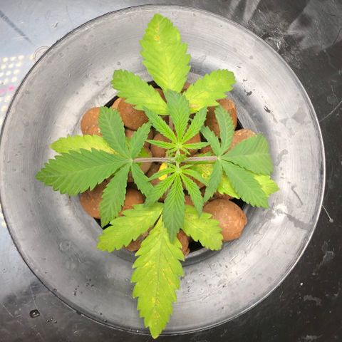 King’s Kush auto #1 growlog timeline photo