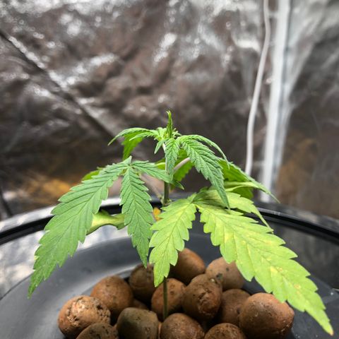 King’s Kush auto #1 growlog timeline photo