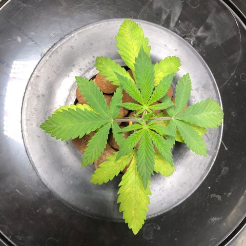King’s Kush auto #1 growlog timeline photo