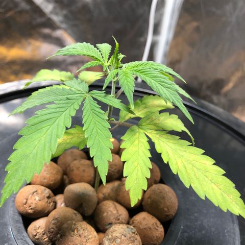 King’s Kush auto #1 growlog timeline photo