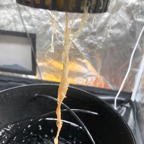 King’s Kush auto #1 growlog timeline photo