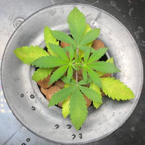 King’s Kush auto #1 growlog timeline photo