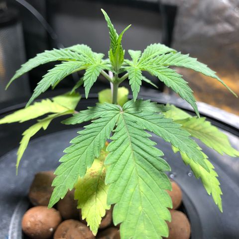 King’s Kush auto #1 growlog timeline photo