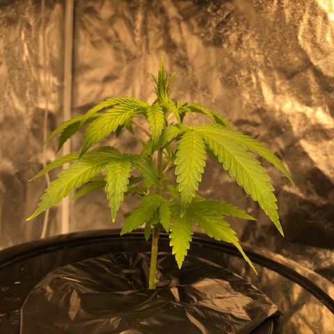King’s Kush auto #1 growlog timeline photo